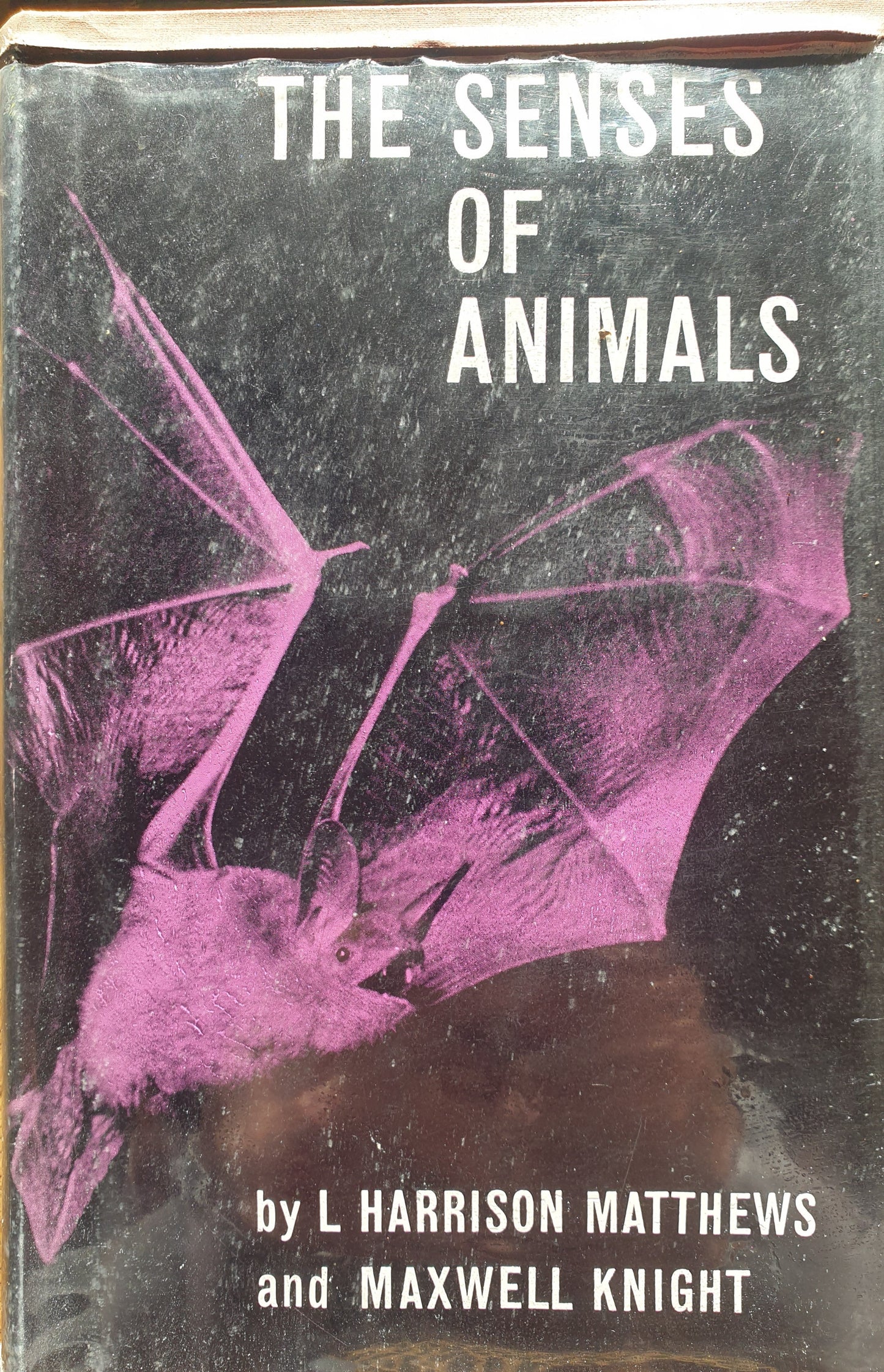 The Senses of Animals