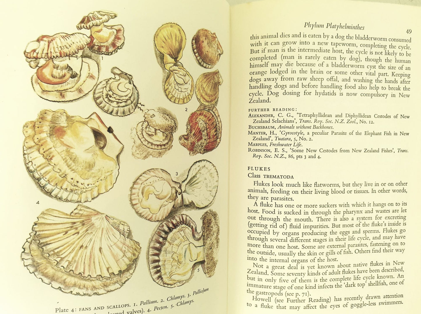 Animals of New Zealand