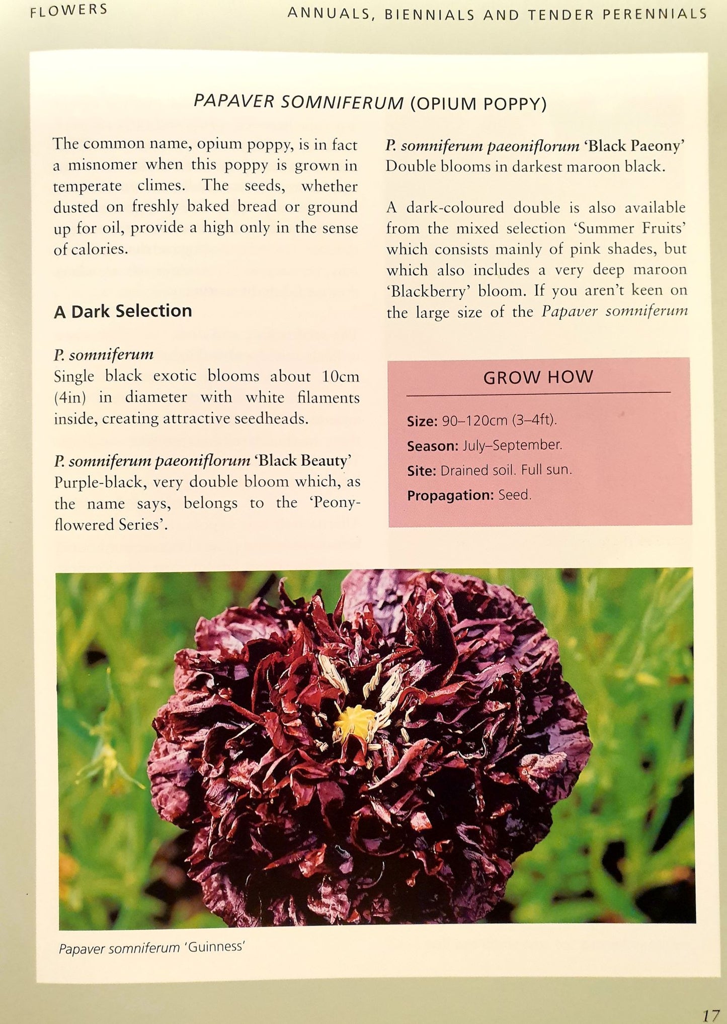 Creating Contrast with Dark Plants