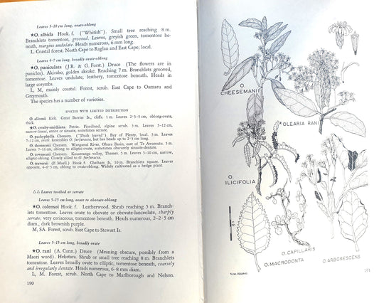 Trees and Shrubs of New Zealand