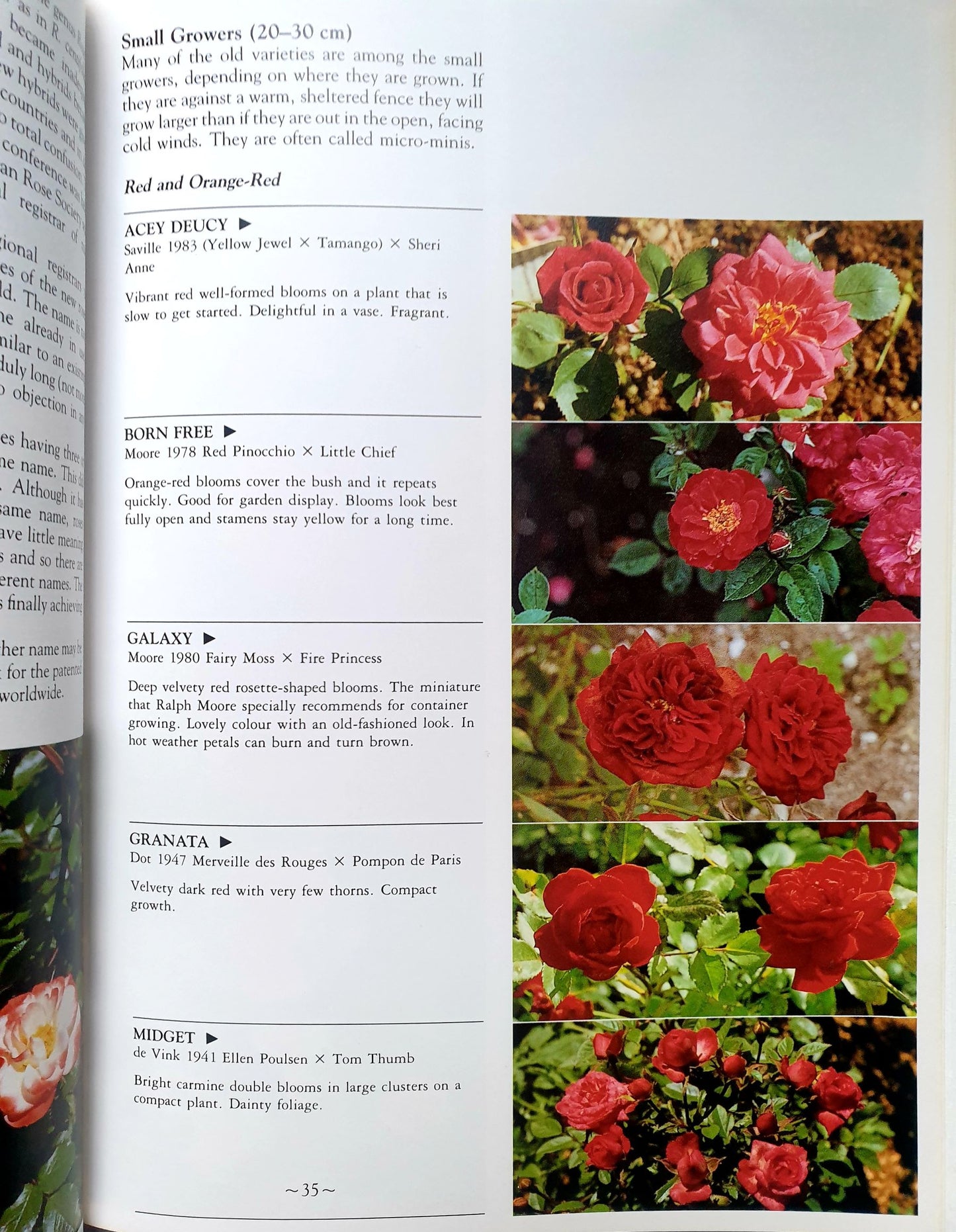 A New Zealand Guide to Miniature Roses