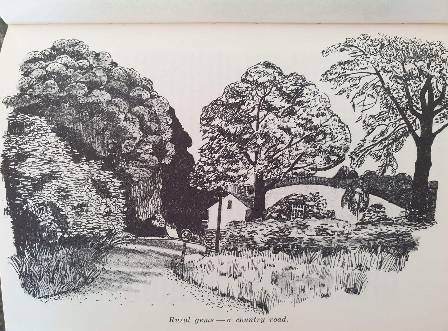 Trees Farms And The New Zealand Landscape