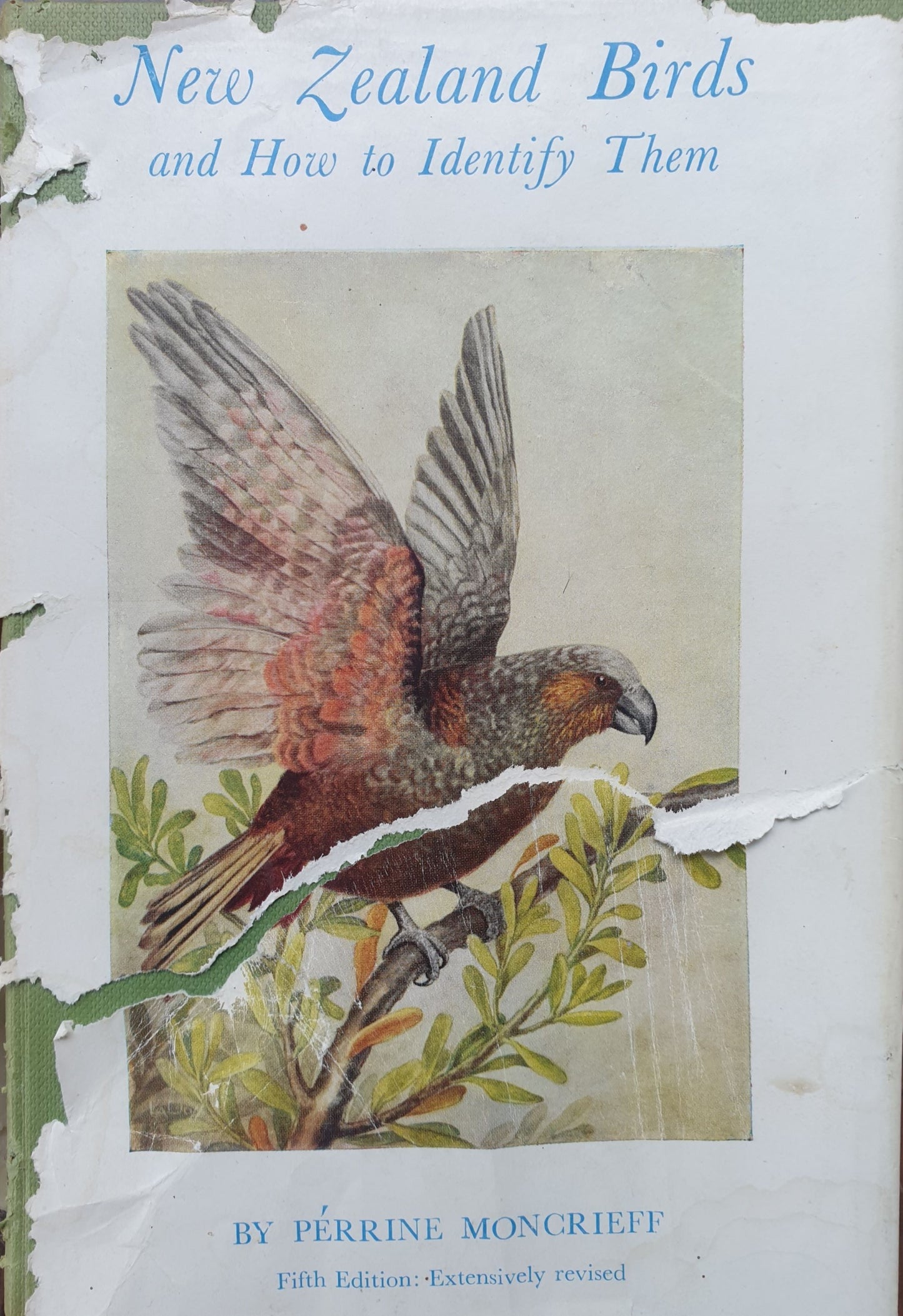 New Zealand Birds And How To Identify Them