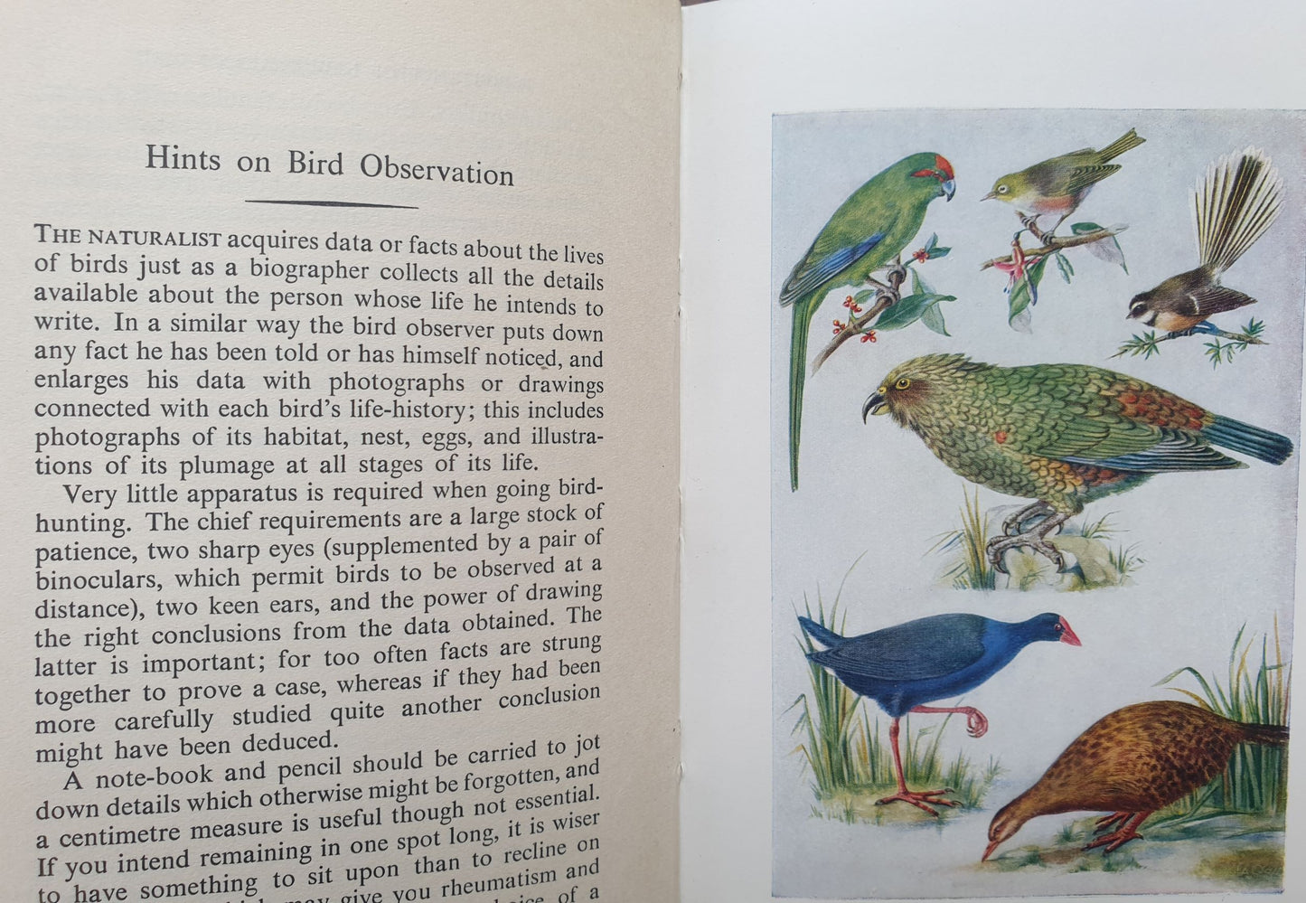 New Zealand Birds And How To Identify Them