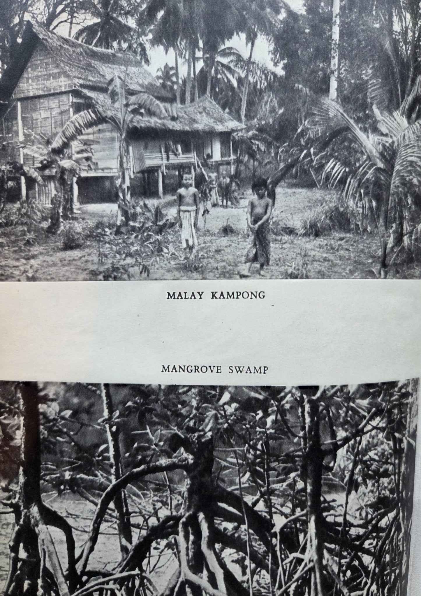 The Jungle Is Neutral