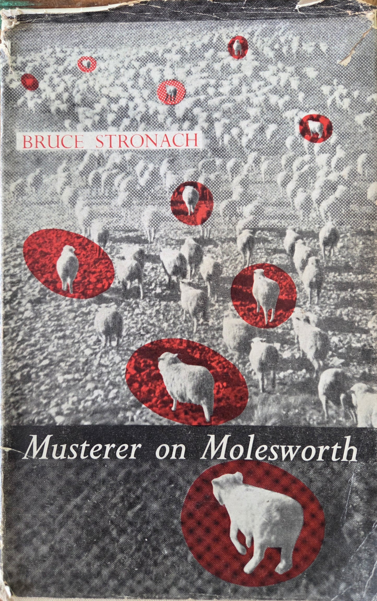 Musterer on Molesworth