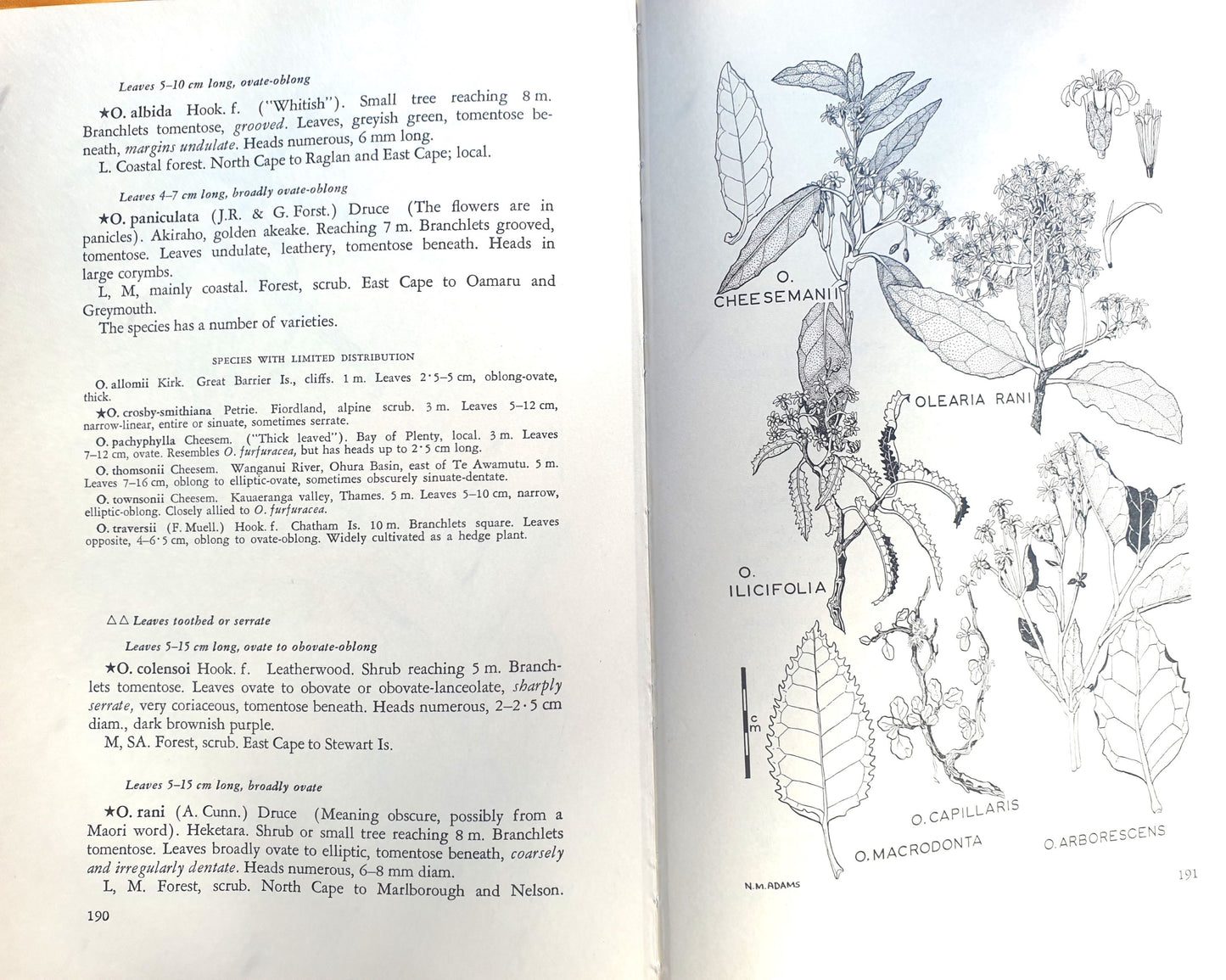 Trees and Shrubs of New Zealand